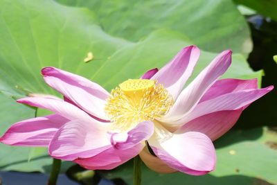 Close-up of pink water lily