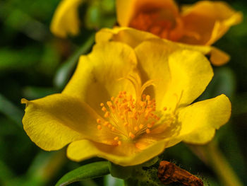 Close-up of yellow flower blooming outdoors