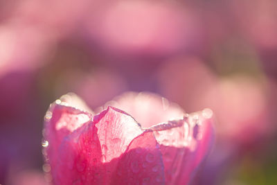 Close-up of red flower