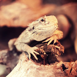 Close-up of lizard