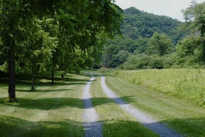 Road amidst trees on field