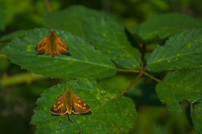 Close-up of butterfly on leaves