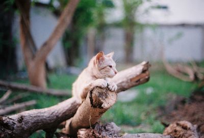 View of a cat looking away