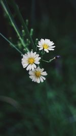 Close-up of white flowers blooming outdoors