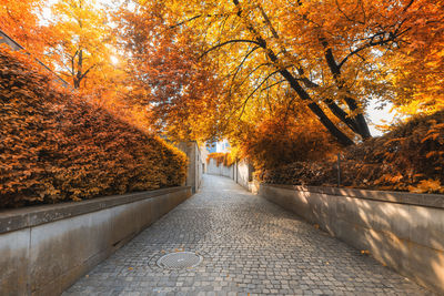 Footpath amidst trees in park during autumn