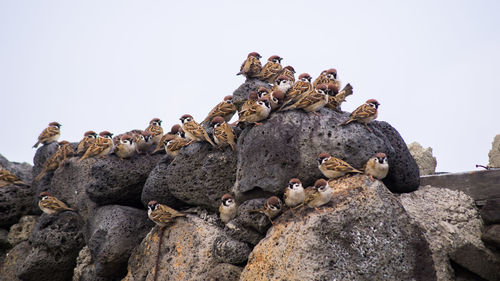 Low angle view of birds on rock against sky