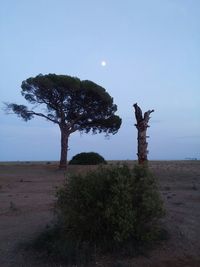 Trees in field