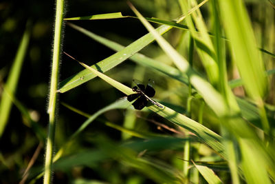 Close-up of bee on grass