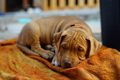 Close-up of dog lying on fabric