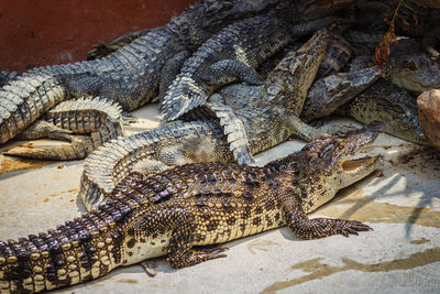 High angle view of a lizard on rock