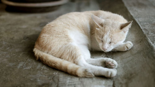 High angle view of cat sleeping