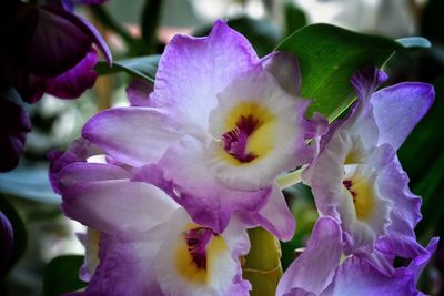 Close-up of flowers