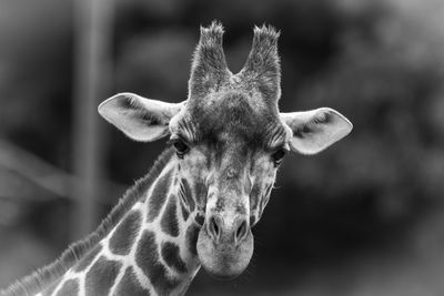 Close-up of giraffe black and white