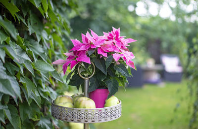 Close-up of pink roses on plant