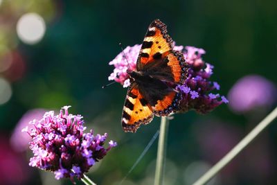 Close-up of butterfly pollinating on flower