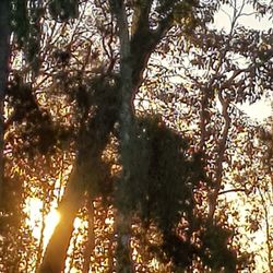 Low angle view of flowering trees in forest during sunny day