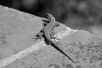 Close-up of insect on rock