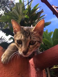 Close-up portrait of a cat