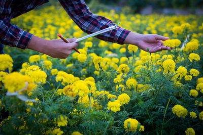 Close-up of hand holding yellow flowers on field