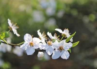 Close-up of white cherry blossom tree