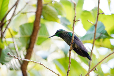 Close-up of bird perching on branch