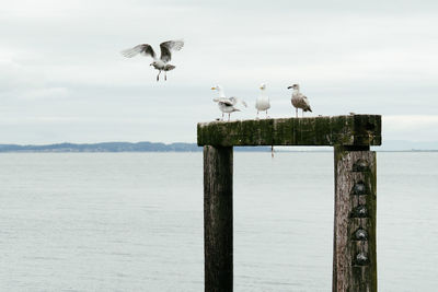 Seagull perching on wooden post in sea against sky