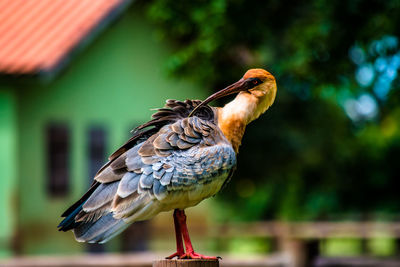 Close-up of bird perching on wooden post