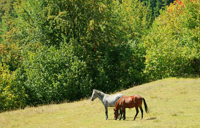 Horses in a field