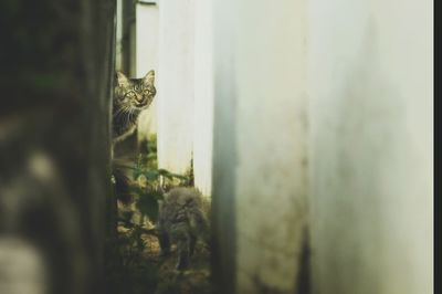 Portrait of cat looking through window