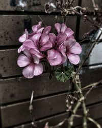 Close-up of flowers against water