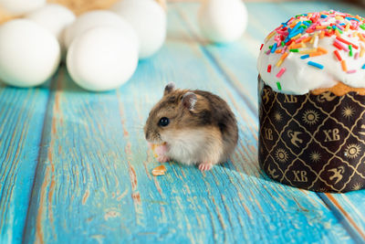 Close-up of an animal on table