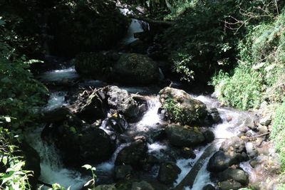 Stream flowing through rocks in forest