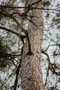 Low angle view of bare tree