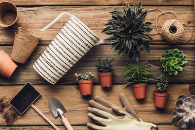 High angle view of potted plant on table