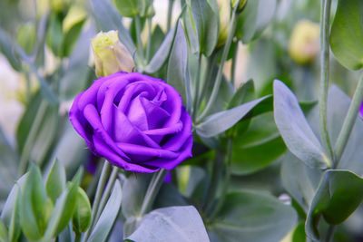 Close-up of purple flowering plant