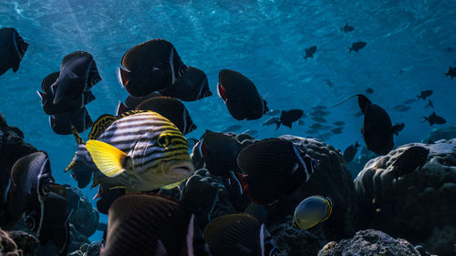 Group of people swimming in sea