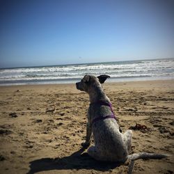 Dog on beach