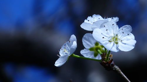 Close-up of white cherry blossom