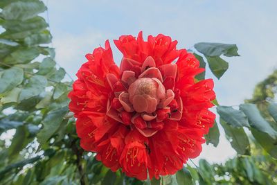 Close-up of red rose flower