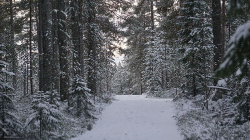 Snow covered pine trees in forest during winter