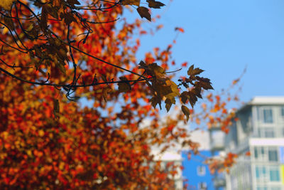 Low angle view of maple tree against sky