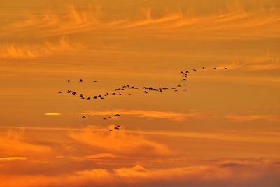 Low angle view of birds flying against sky during sunset