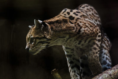 Close-up of a cat looking away