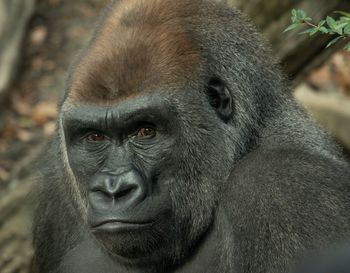 Close-up portrait of a monkey