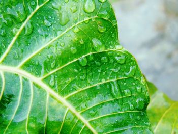 Close-up of wet green leaf