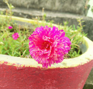 Close-up of pink flower on potted plant