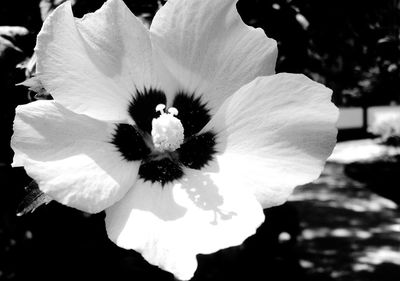 Close-up of flower