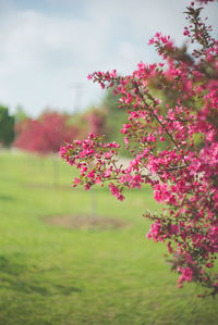 Pink flowers growing on field