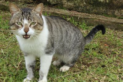 Portrait of cat on field