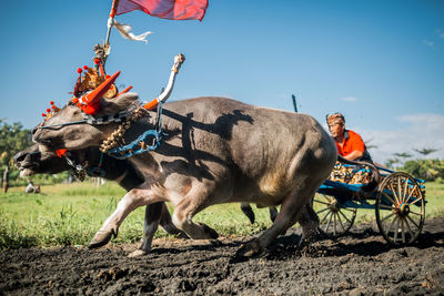 Cow on field against clear sky